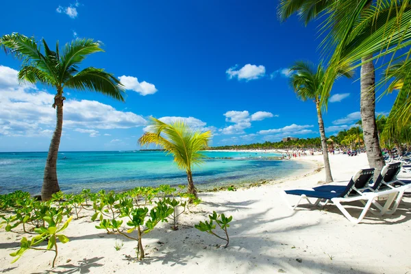 Palmbomen en tropisch strand — Stockfoto