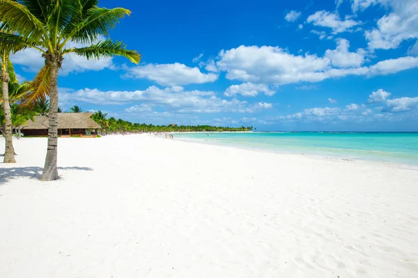 Palmer och tropisk strand — Stockfoto