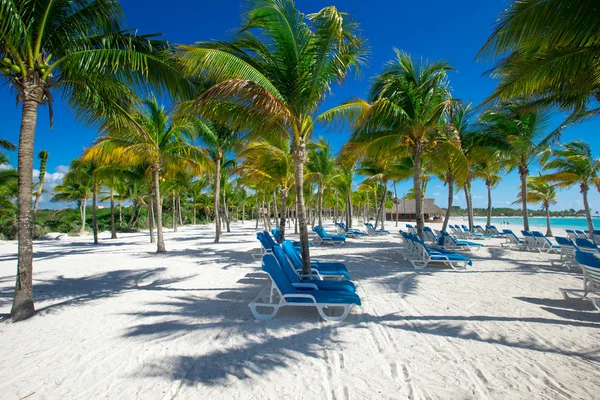 Palm en tropisch strand — Stockfoto