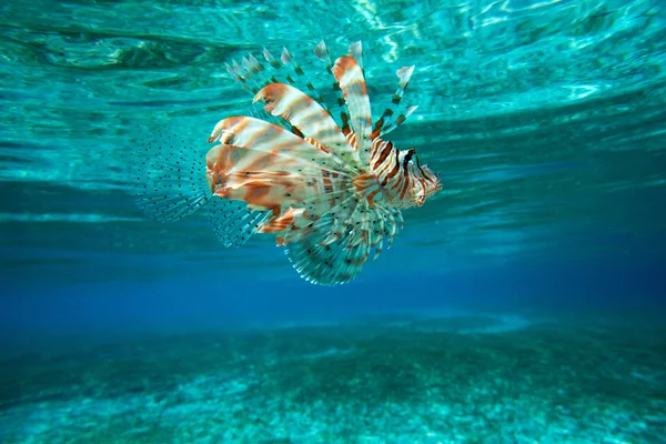 Oroszlán hal úszás — Stock Fotó