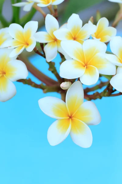 Франжипани цветы на дереве — стоковое фото