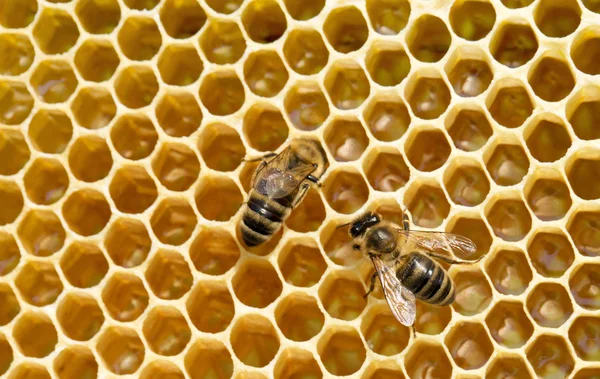 Bees swarming on honeycomb — Stock Photo, Image