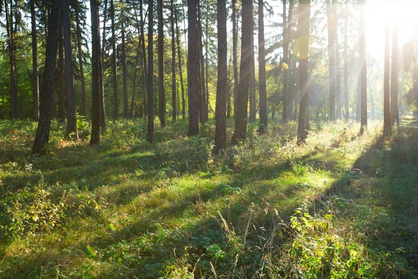 Morning  in  green forest — Stock Photo, Image