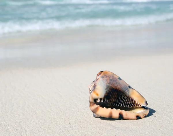 Concha na praia do caribe — Fotografia de Stock