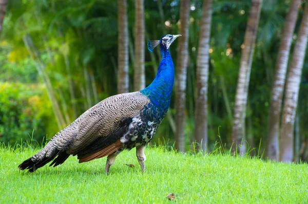 Peacock  on  green background — Stock Photo, Image