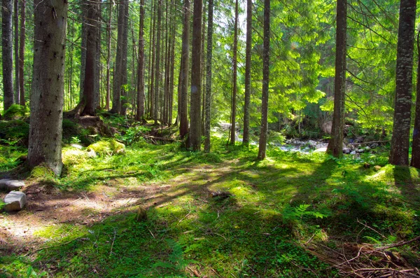 Morgon i gröna skogen — Stockfoto