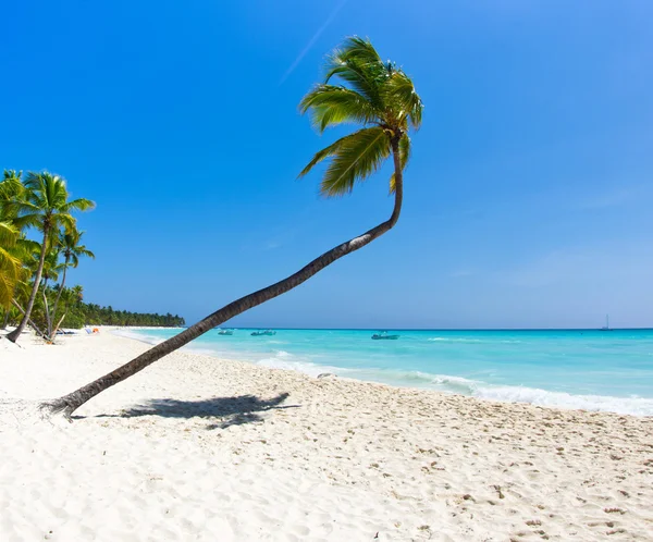 Caribbean Beach and Palm trees — Stock Photo, Image