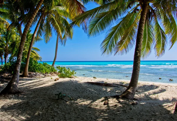 Pláž a tropické ses — Stock fotografie