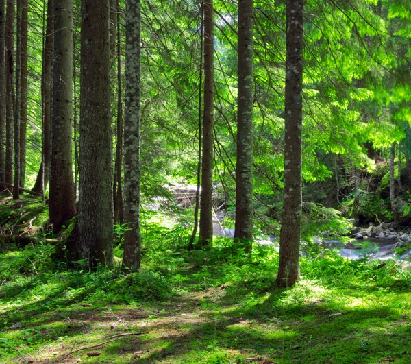 Morning  in  green forest — Stock Photo, Image