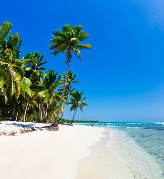 Karaibska plaża i palmy drzew — Zdjęcie stockowe