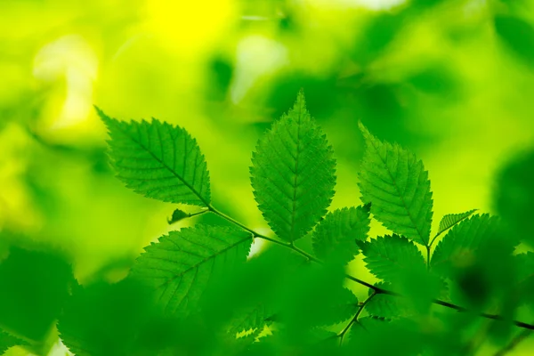 Green leaves background — Stock Photo, Image