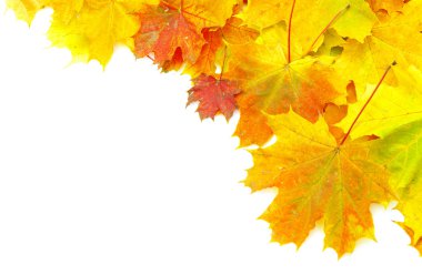 Sonbahar akçaağaç yaprakları