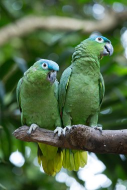 Amerika papağanı papağan hayvan