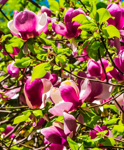 Magnolia árbol con flores —  Fotos de Stock