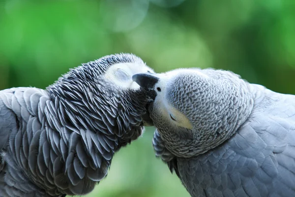 Macaws papegaaien dieren — Stockfoto