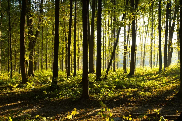 Bos bomen in hout — Stockfoto