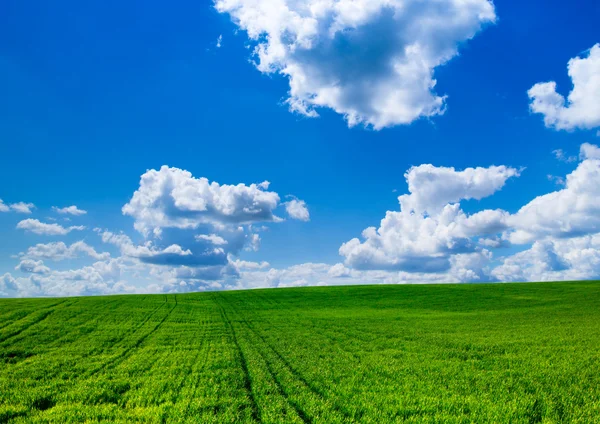 Zielone pole i błękitne niebo — Zdjęcie stockowe