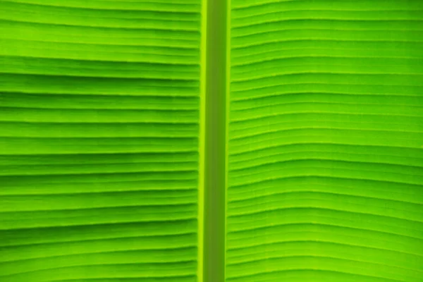 Grünes Blatt Hintergrund — Stockfoto
