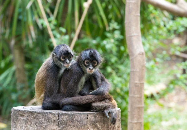 Macacos-aranha na natureza — Fotografia de Stock