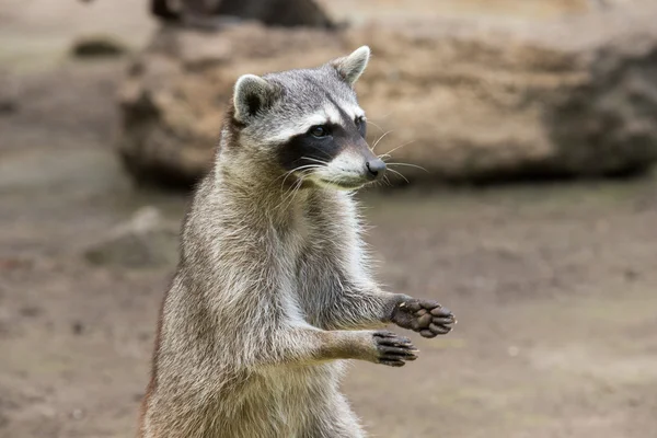 Raccoon animal on nature — Stock Photo, Image