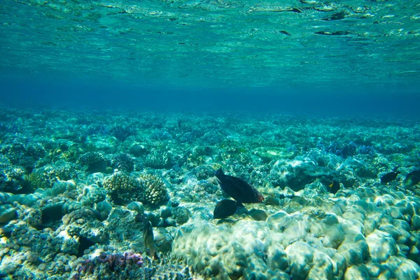 Подводная панорама с рыбой — стоковое фото