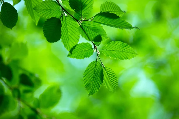 Green leaves  background — Stock Photo, Image