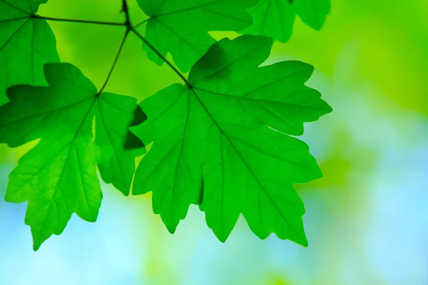 Groene bladeren achtergrond — Stockfoto