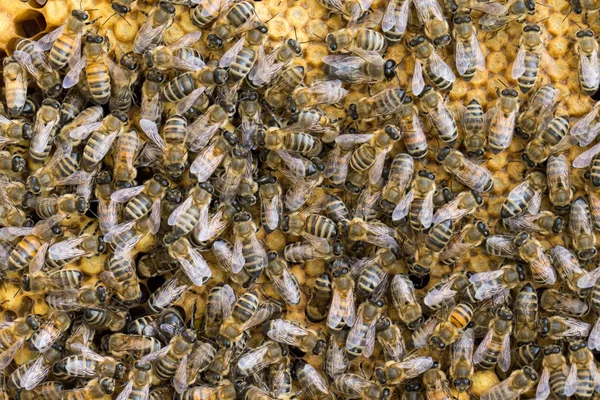 Pszczoły ROI na plaster miodu — Zdjęcie stockowe