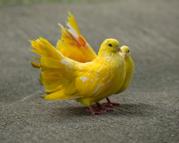 Pombo no parque da cidade — Fotografia de Stock