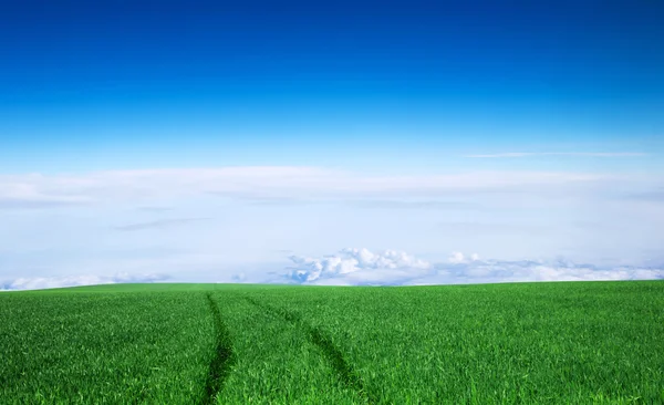Πράσινο πεδίο και ουρανός — Φωτογραφία Αρχείου