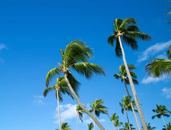 Palmen am Himmel — Stockfoto