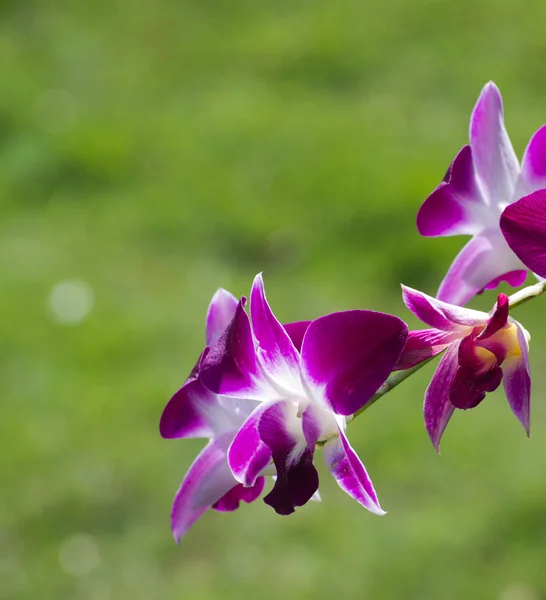 Bellissimi fiori di orchidea — Foto Stock