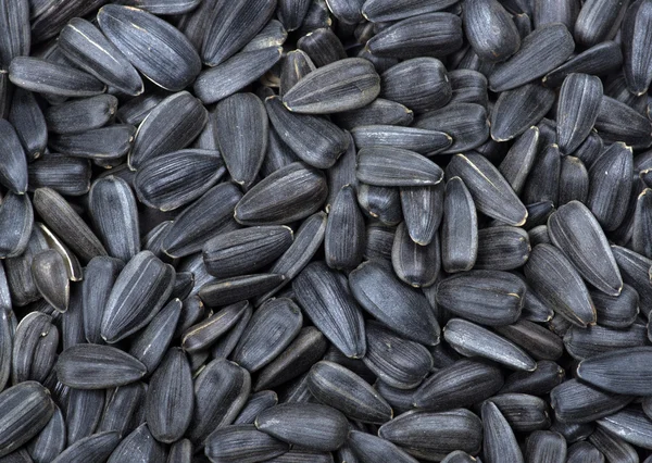 Sfondo semi di girasole — Foto Stock