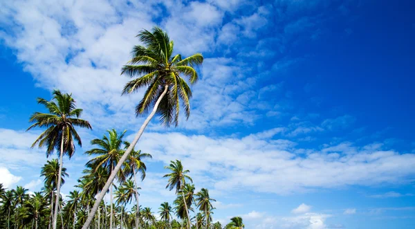 Palm trees on sky — Stock Photo, Image