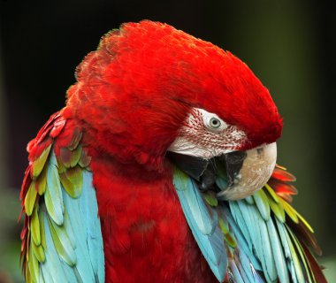 Egzotik papağan kuş