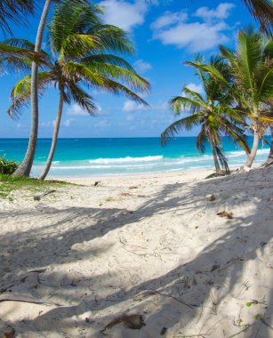 plaj ve tropikal deniz