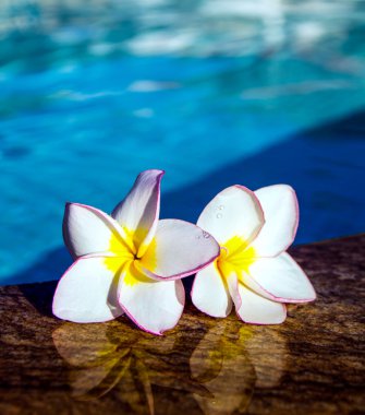 Yüzme Havuzu olarak çiçekler