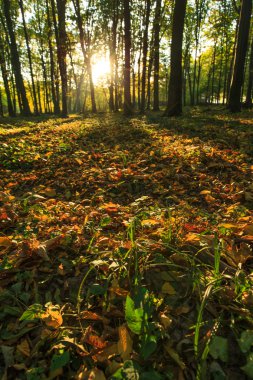 Orman ağaçları ahşap