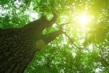 Yeşil orman arka plan