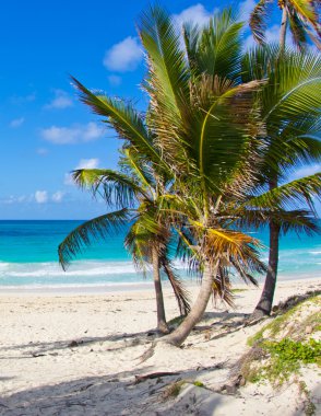 plaj ve tropikal deniz