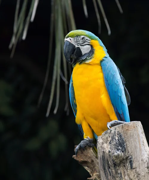 Exotischer Papageien-Vogel — Stockfoto