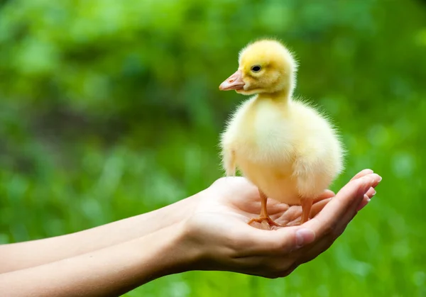 Petit canard jaune — Photo