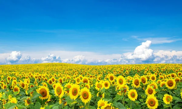 Blommande fält av solrosor — Stockfoto