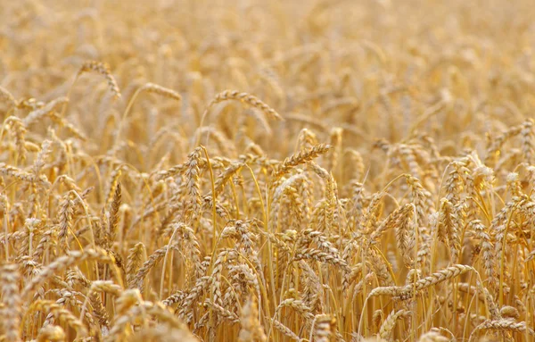 Golden wheat field — Stock Photo, Image