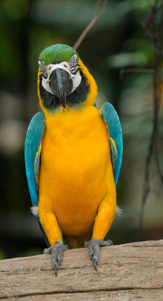 Uccello pappagallo esotico — Foto Stock