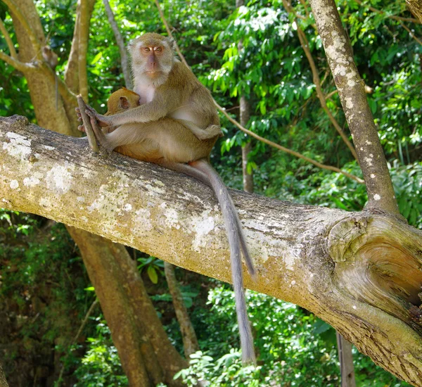 Monos animales en la naturaleza —  Fotos de Stock