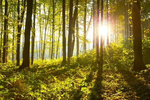 Árboles forestales en madera — Foto de Stock