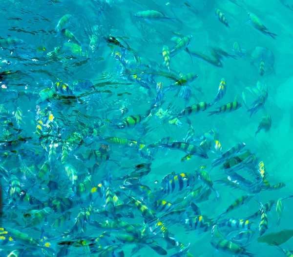 Fütterung von Meeresfischen — Stockfoto