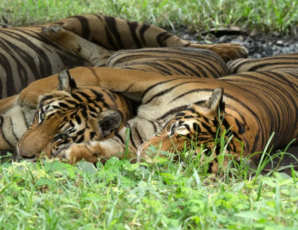 Tigre — Foto de Stock