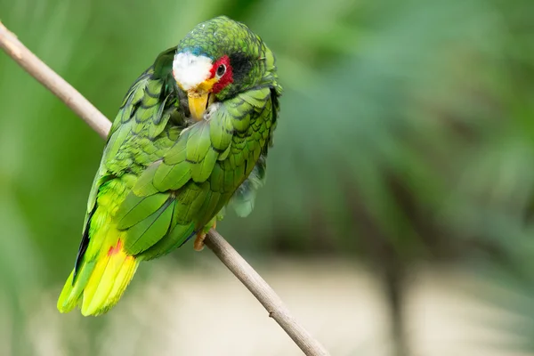 Exotische papegaai vogel — Stockfoto